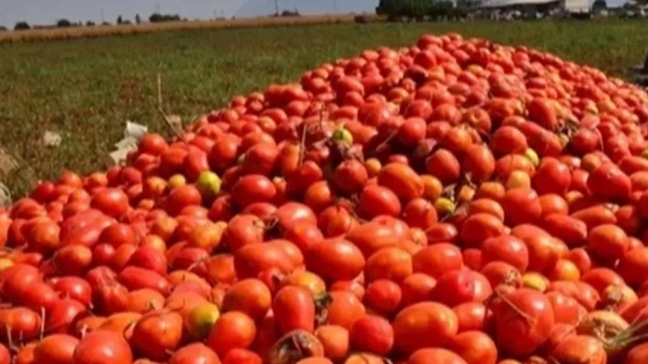 Bursa’da salça sezonu sürüyor