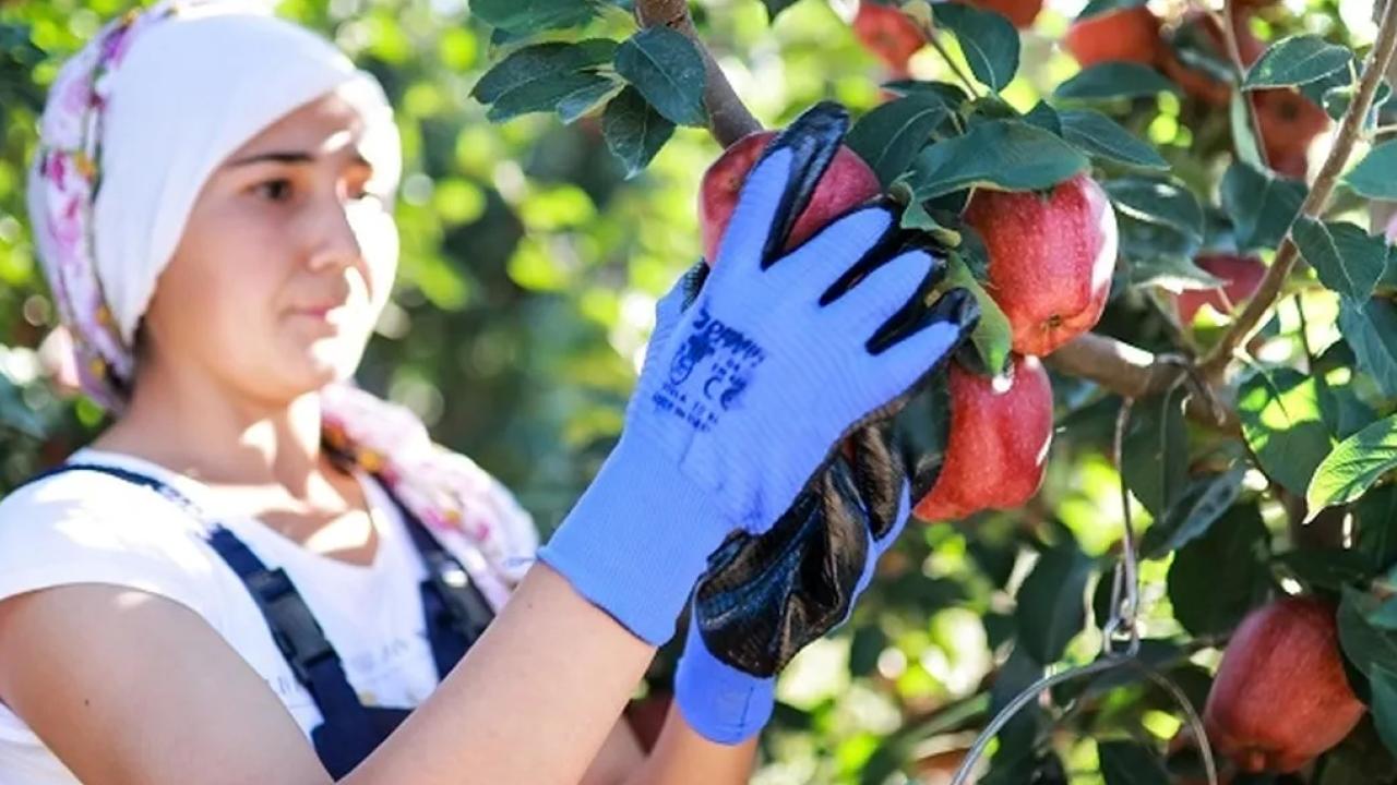 Elma ve elma suyu ihracatı 321 milyon dolara ulaştı