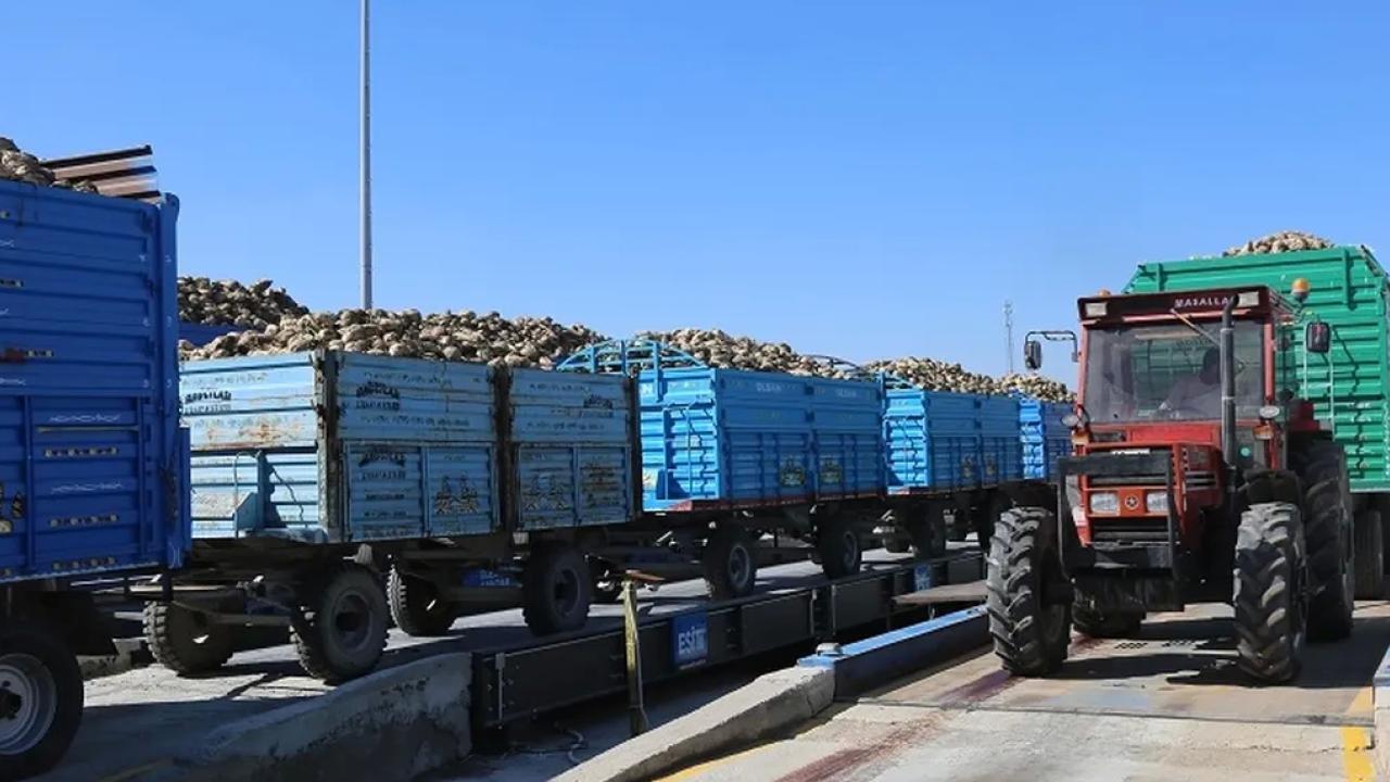 Konya’da pancar alımları başladı… Bu yıl verim iyi!